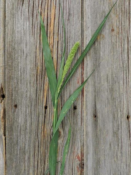 GREEN MILLET